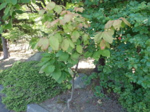 ツリバナ　全体